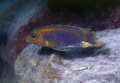 Iodotropheus sprengerae 'Makokola Reef'